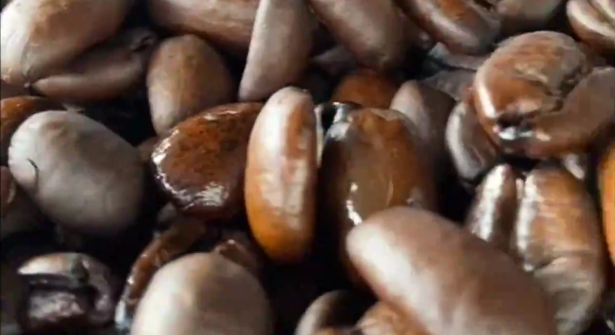 中沙马来西亚祥龙鱼场进口咖啡豆批发|马来西亚咖啡豆|咖啡豆批发