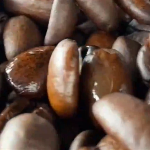 景谷咖啡豆批发