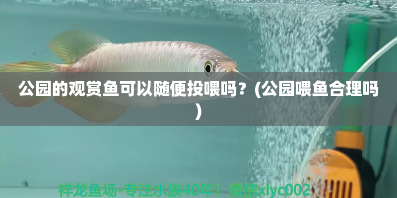 北京公园的观赏鱼可以随便投喂吗？(公园喂鱼合理吗)