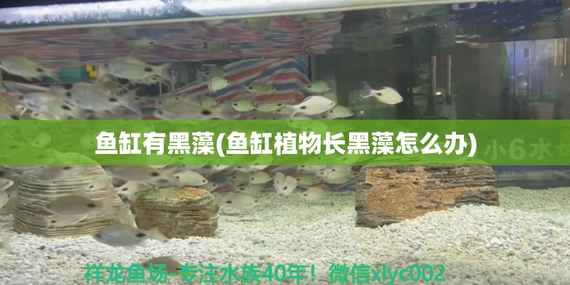 薛城鱼缸有黑藻(鱼缸植物长黑藻怎么办)