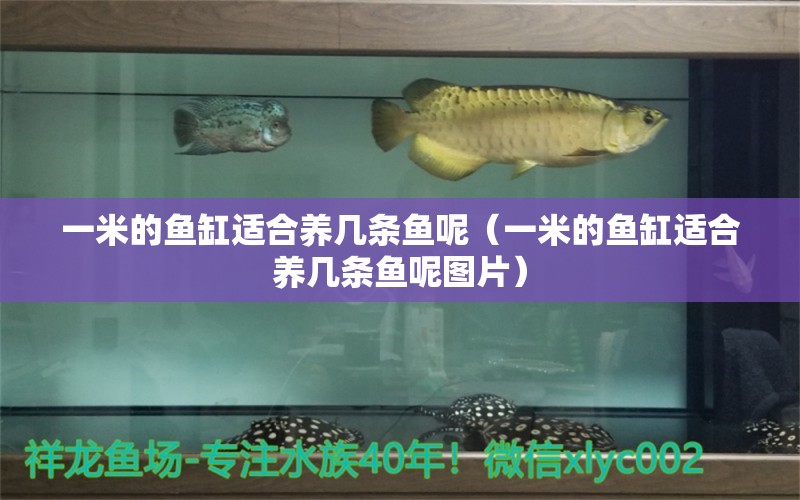 一米的鱼缸适合养几条鱼呢（一米的鱼缸适合养几条鱼呢图片） 鱼缸
