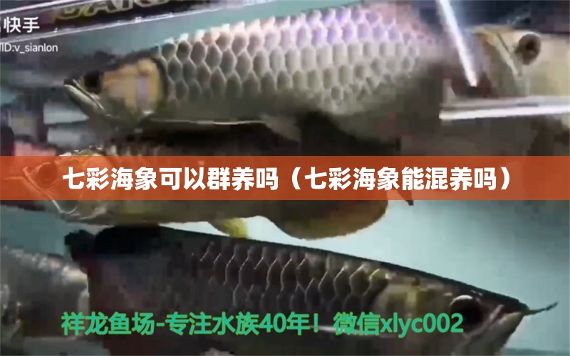 七彩海象可以群养吗（七彩海象能混养吗） 广州龙鱼批发市场