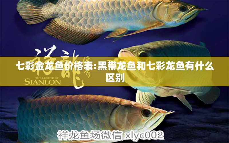 七彩金龙鱼价格表:黑带龙鱼和七彩龙鱼有什么区别 龙鱼批发