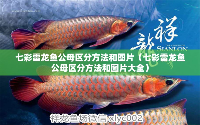 七彩雷龙鱼公母区分方法和图片（七彩雷龙鱼公母区分方法和图片大全） 广州龙鱼批发市场