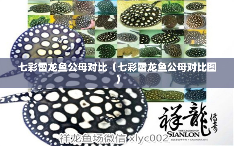 七彩雷龙鱼公母对比（七彩雷龙鱼公母对比图） 广州龙鱼批发市场