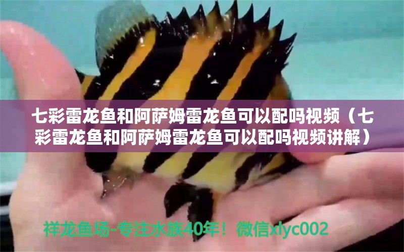 七彩雷龙鱼和阿萨姆雷龙鱼可以配吗视频（七彩雷龙鱼和阿萨姆雷龙鱼可以配吗视频讲解） 广州龙鱼批发市场