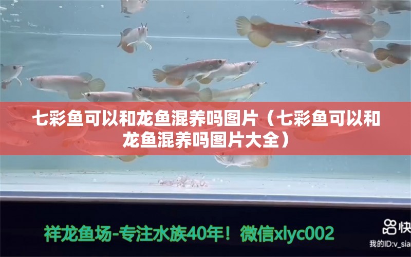 七彩鱼可以和龙鱼混养吗图片（七彩鱼可以和龙鱼混养吗图片大全） 广州龙鱼批发市场