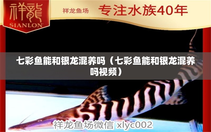 七彩鱼能和银龙混养吗（七彩鱼能和银龙混养吗视频） 广州龙鱼批发市场
