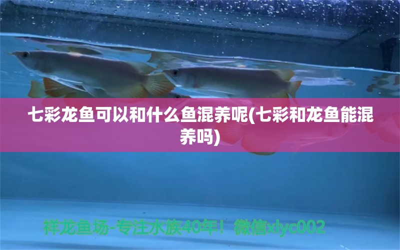 七彩龙鱼可以和什么鱼混养呢(七彩和龙鱼能混养吗) 黄鳍鲳鱼
