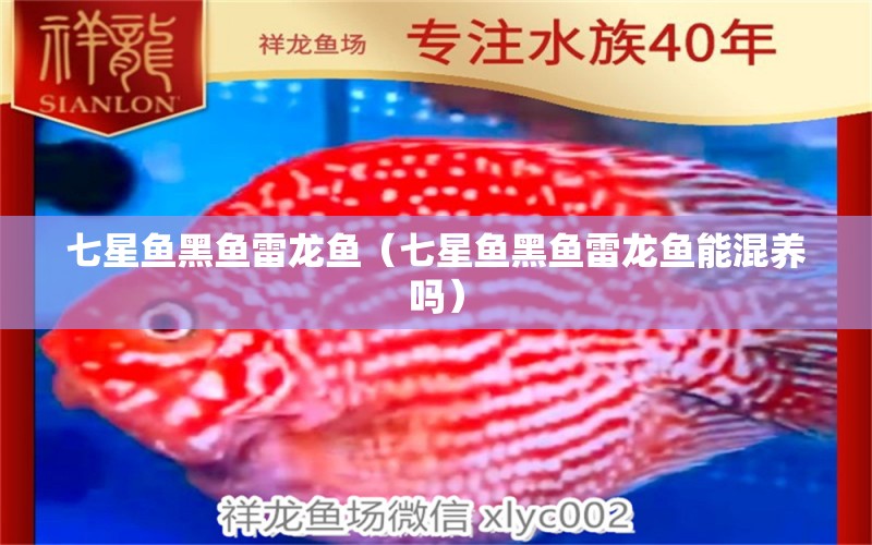 七星鱼黑鱼雷龙鱼（七星鱼黑鱼雷龙鱼能混养吗） 广州龙鱼批发市场