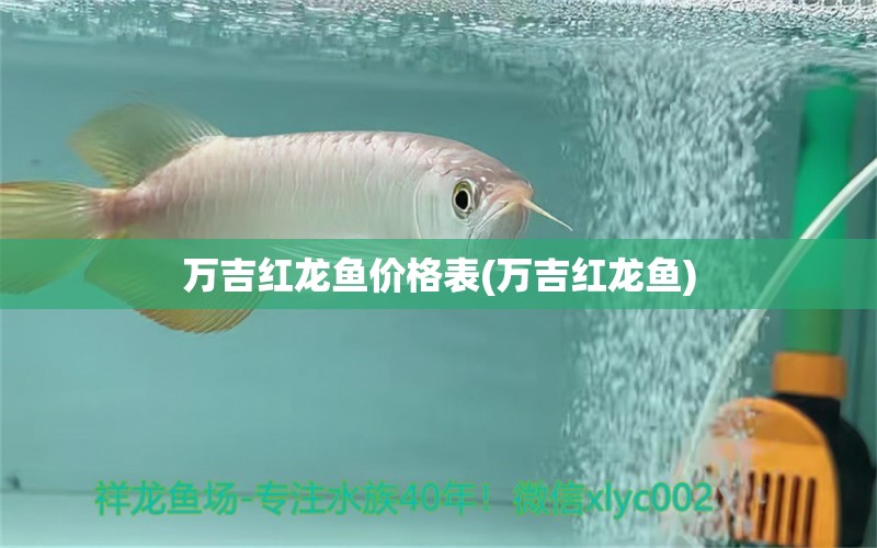 万吉红龙鱼价格表(万吉红龙鱼) 黄鳍鲳鱼