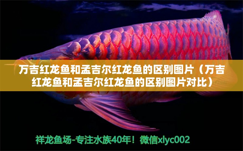 万吉红龙鱼和孟吉尔红龙鱼的区别图片（万吉红龙鱼和孟吉尔红龙鱼的区别图片对比）
