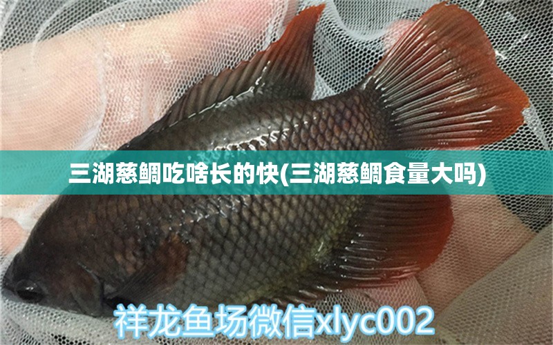 三湖慈鲷吃啥长的快(三湖慈鲷食量大吗) 红龙专用鱼粮饲料