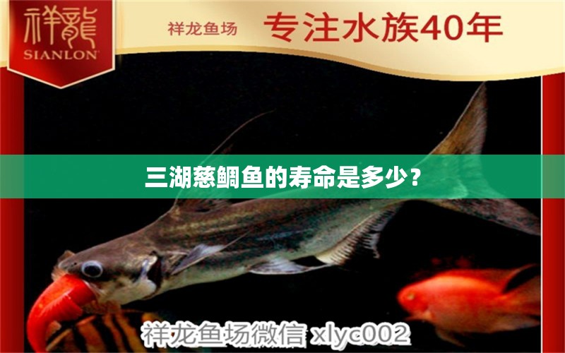 三湖慈鲷鱼的寿命是多少？ 黑桃A鱼苗