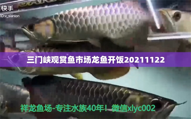 三门峡观赏鱼市场龙鱼开饭20211122 观赏鱼市场（混养鱼）