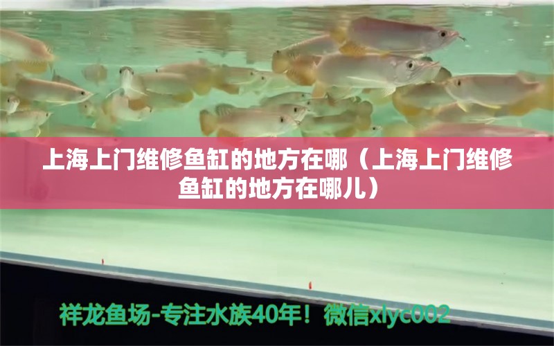 上海上门维修鱼缸的地方在哪（上海上门维修鱼缸的地方在哪儿）