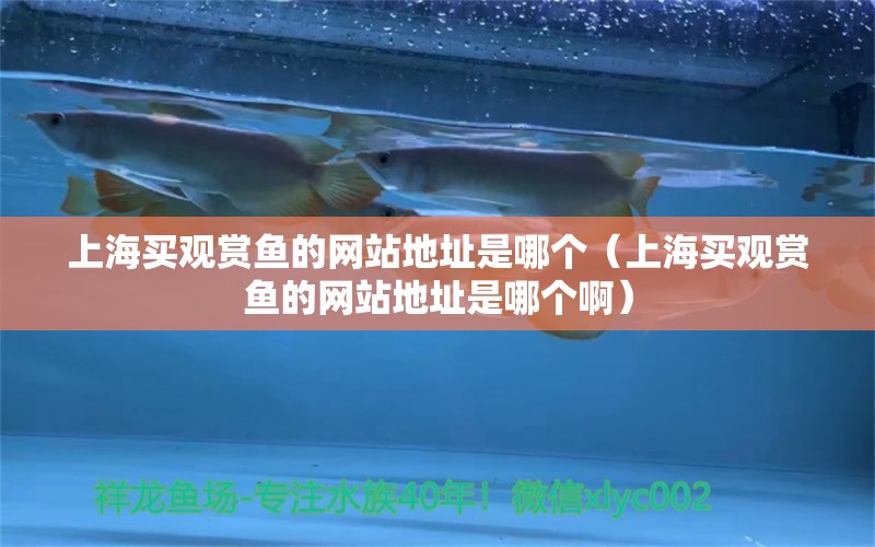 上海买观赏鱼的网站地址是哪个（上海买观赏鱼的网站地址是哪个啊）