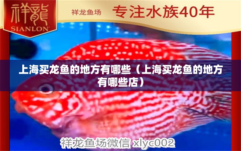 上海买龙鱼的地方有哪些（上海买龙鱼的地方有哪些店） 祥龙水族医院