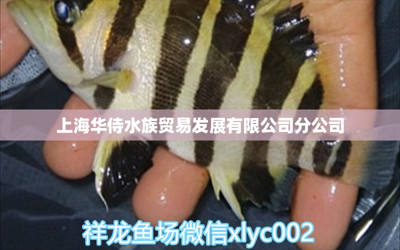 上海华侍水族贸易发展有限公司分公司 全国水族馆企业名录