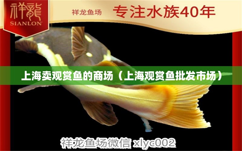 上海卖观赏鱼的商场（上海观赏鱼批发市场）