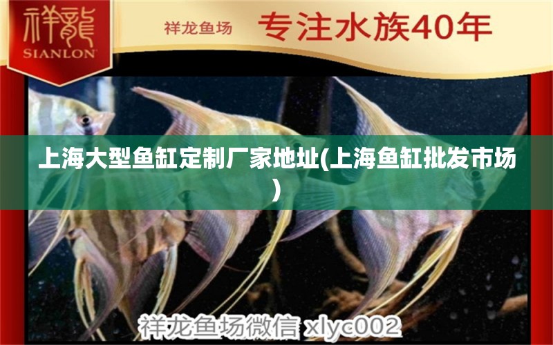 上海大型鱼缸定制厂家地址(上海鱼缸批发市场) 赤焰中国虎鱼