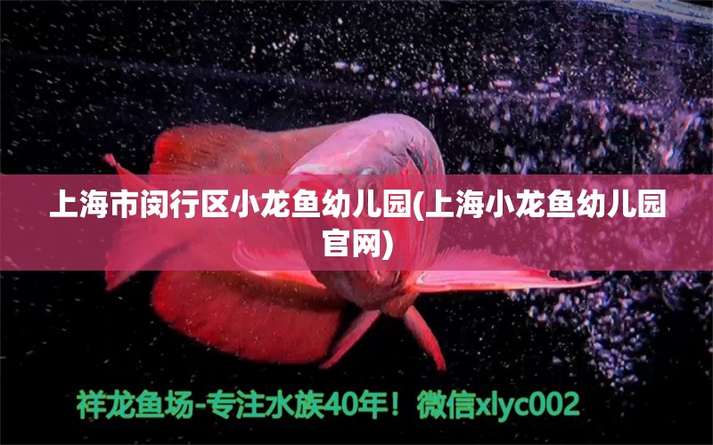 上海市闵行区小龙鱼幼儿园(上海小龙鱼幼儿园官网) 进口元宝凤凰鱼