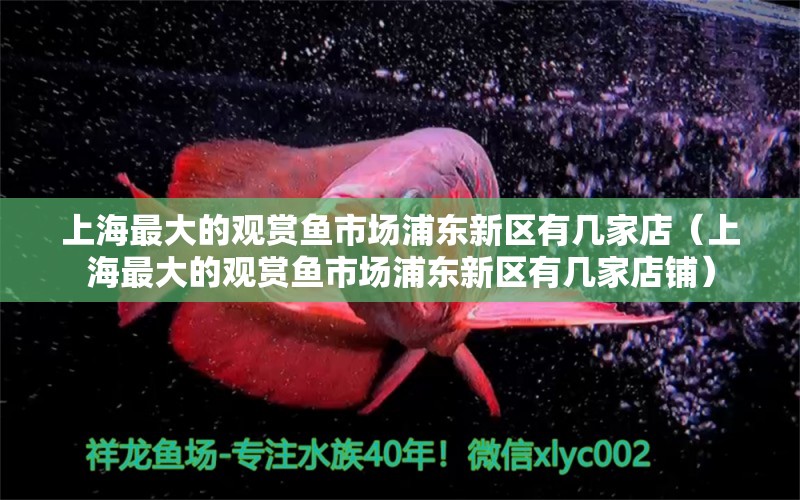 上海最大的观赏鱼市场浦东新区有几家店（上海最大的观赏鱼市场浦东新区有几家店铺）