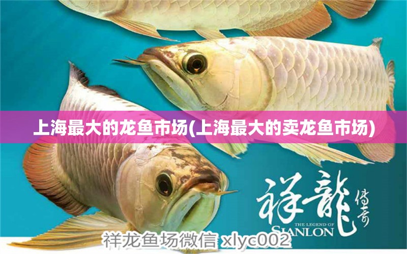 上海最大的龙鱼市场(上海最大的卖龙鱼市场) 小型观赏鱼