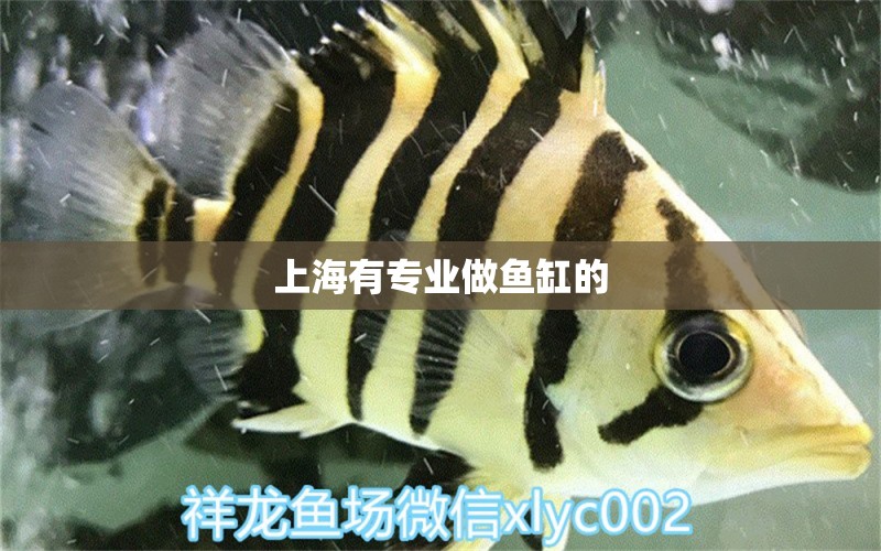 上海有专业做鱼缸的 其他品牌鱼缸