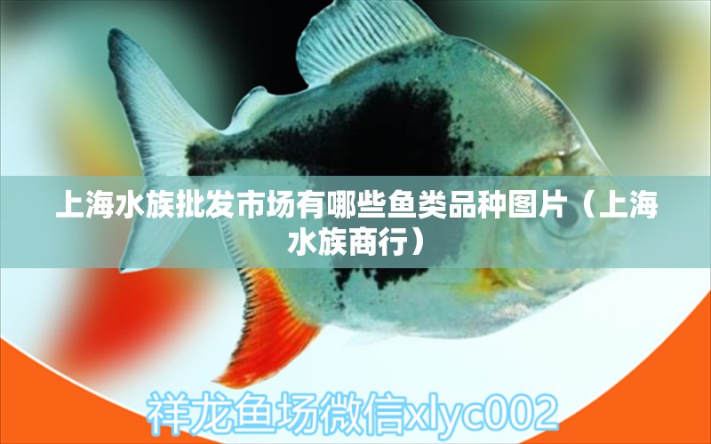 上海水族批发市场有哪些鱼类品种图片（上海水族商行）