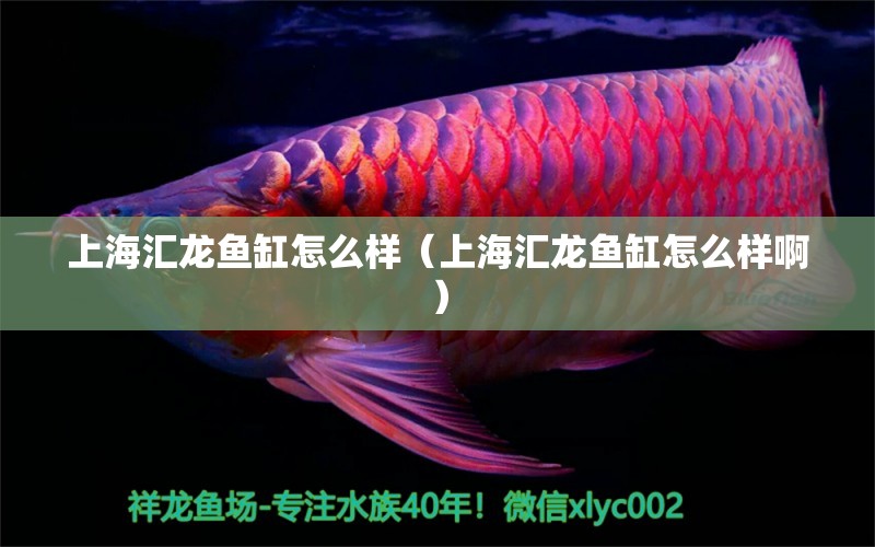 上海汇龙鱼缸怎么样（上海汇龙鱼缸怎么样啊） 广州龙鱼批发市场
