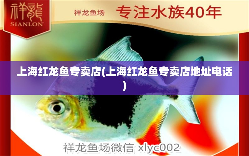 上海红龙鱼专卖店(上海红龙鱼专卖店地址电话) 龙鱼百科
