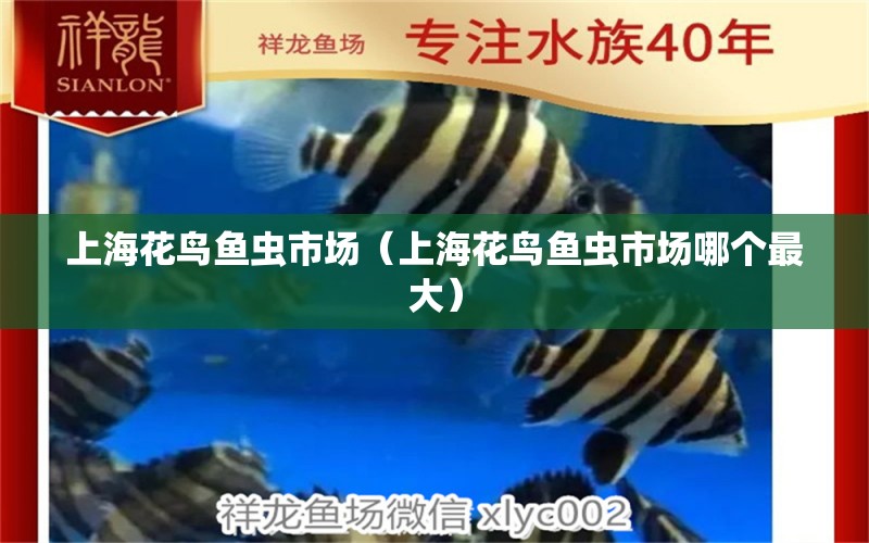 上海花鸟鱼虫市场（上海花鸟鱼虫市场哪个最大） 观赏鱼水族批发市场