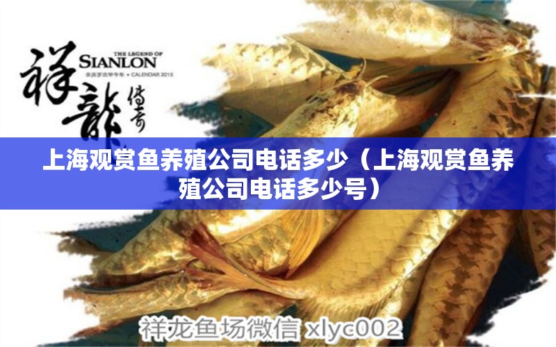 上海观赏鱼养殖公司电话多少（上海观赏鱼养殖公司电话多少号） 祥龙水族医院