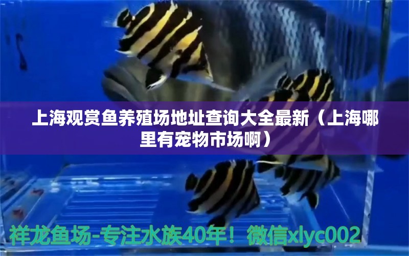 上海观赏鱼养殖场地址查询大全最新（上海哪里有宠物市场啊）