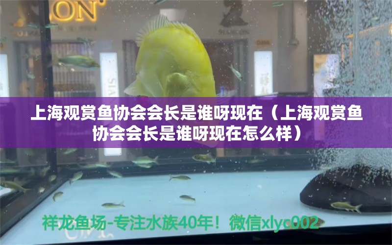 上海观赏鱼协会会长是谁呀现在（上海观赏鱼协会会长是谁呀现在怎么样） 鱼缸/水族箱