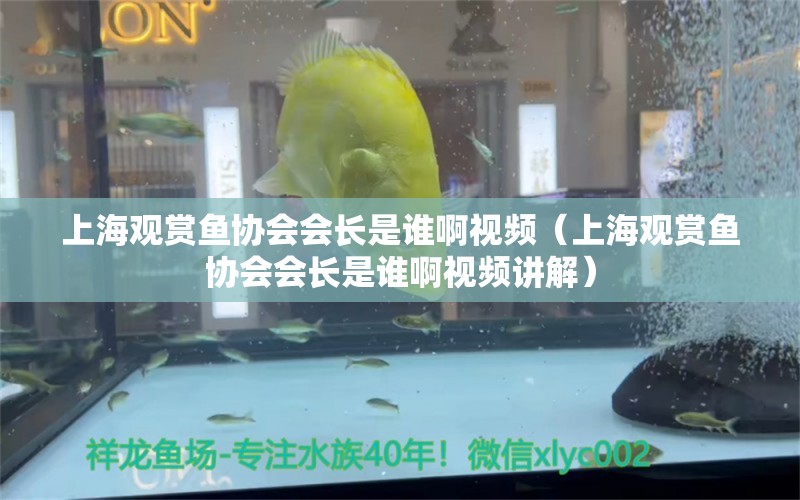 上海观赏鱼协会会长是谁啊视频（上海观赏鱼协会会长是谁啊视频讲解）