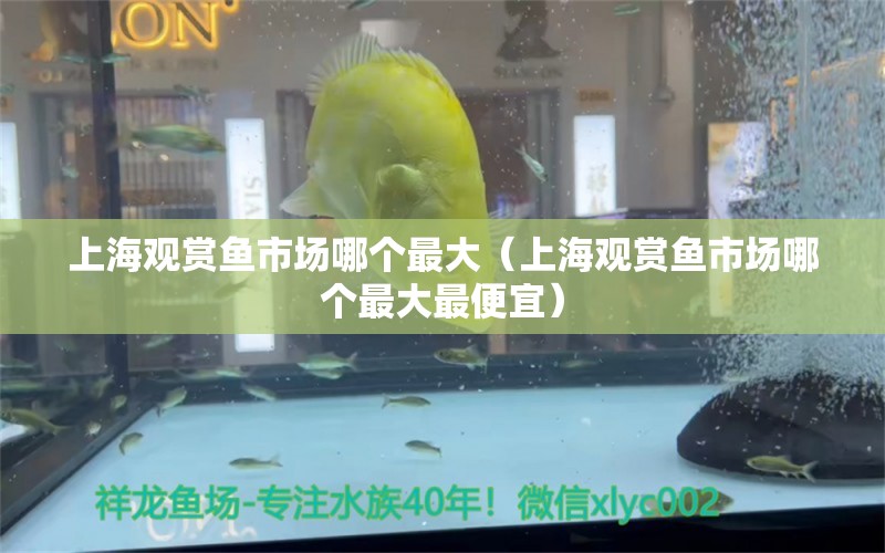 上海观赏鱼市场哪个最大（上海观赏鱼市场哪个最大最便宜）