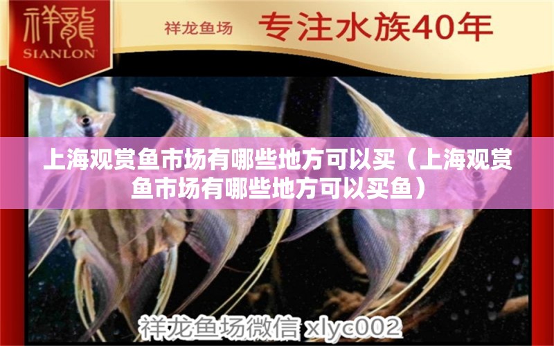 上海观赏鱼市场有哪些地方可以买（上海观赏鱼市场有哪些地方可以买鱼）