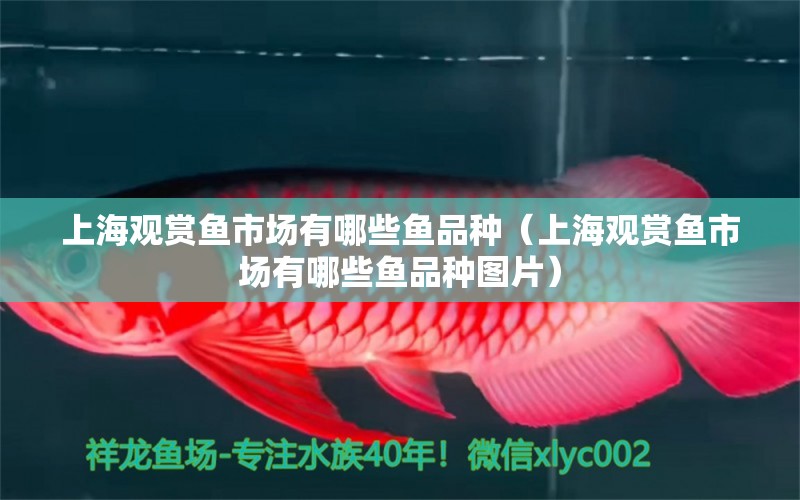 上海观赏鱼市场有哪些鱼品种（上海观赏鱼市场有哪些鱼品种图片） 观赏鱼市场（混养鱼）