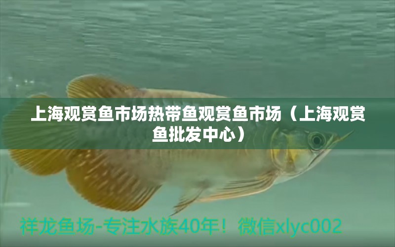 上海观赏鱼市场热带鱼观赏鱼市场（上海观赏鱼批发中心）