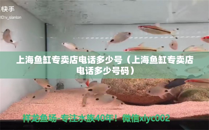 上海鱼缸专卖店电话多少号（上海鱼缸专卖店电话多少号码）