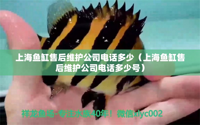 上海鱼缸售后维护公司电话多少（上海鱼缸售后维护公司电话多少号）