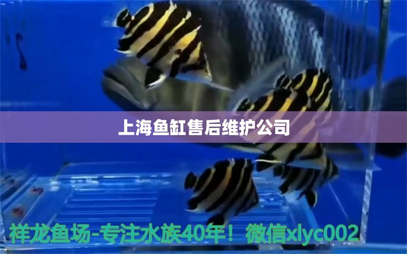 上海鱼缸售后维护公司