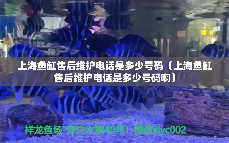 上海鱼缸售后维护电话是多少号码（上海鱼缸售后维护电话是多少号码啊）