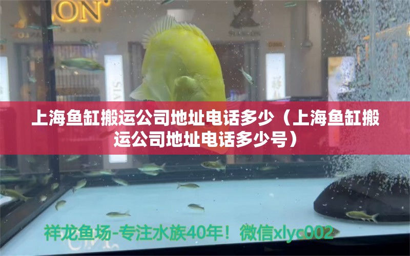 上海鱼缸搬运公司地址电话多少（上海鱼缸搬运公司地址电话多少号） 观赏鱼市场（混养鱼）