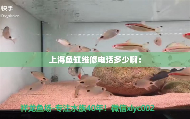 上海鱼缸维修电话多少啊： 观赏鱼