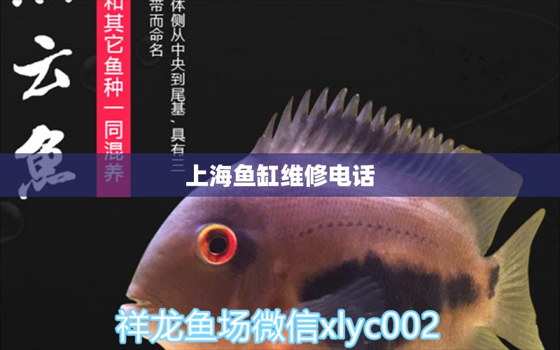 上海鱼缸维修电话
