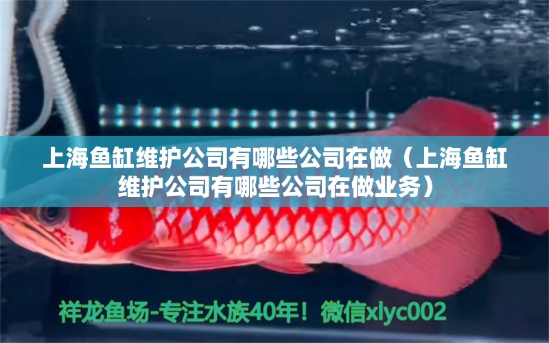 上海鱼缸维护公司有哪些公司在做（上海鱼缸维护公司有哪些公司在做业务）