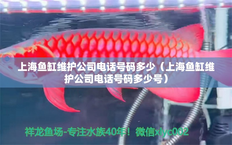 上海鱼缸维护公司电话号码多少（上海鱼缸维护公司电话号码多少号）